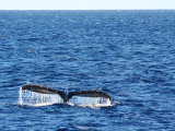 velryba, Maui, Havaj (USA, Štěpán Harwot)