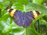 Butterfly Garden_1 (Zanzibar, Slávek Suldovský)