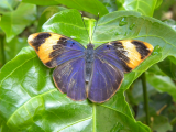 Butterfly Garden_1 (Zanzibar,  Slávek Suldovský)