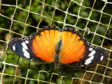 Butterfly Garden_4 (Zanzibar, Slávek Suldovský)