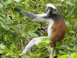 Gueréza červená zanzibarská (Piliocolobus kirkii), Jozani Forest (Zanzibar, Slávek Suldovský)