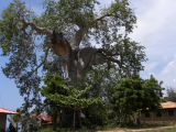 Obří baobab, Kizimkazi (Zanzibar, Slávek Suldovský)
