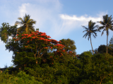 Pestrost tropického porostu (Zanzibar, Slávek Suldovský)