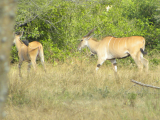Antilopa losí (Tanzanie, Slávek Suldovský)
