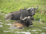 Buvol kaferský (Tanzanie, Slávek Suldovský)