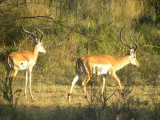 Impala (Tanzanie, Slávek Suldovský)