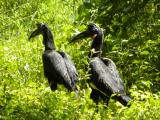 Zoborožec kaferský (Tanzanie, Slávek Suldovský)