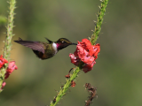 Kolibřík (Kostarika, Ondřej Fabián)