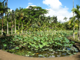 Botanická zahrada Sir Seewoosagur Ramgoolam (Mauricius, Luděk Felcan)