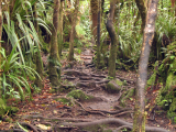 Foret de Belouve (Réunion, Luděk Felcan)