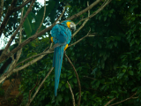 papoušek (Kolumbie, Pavel Šoltys)