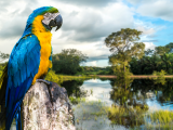 Ara ararauna, Pantanal (Brazílie, Dreamstime)