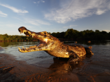 Caiman yacare, Pantanal (Brazílie, Dreamstime)