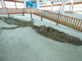 zkamenělý kronosaurus, Villa de Leyva (Kolumbie, Pavel Šoltys)
