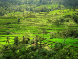 Rýžová pole, Bali (Indonésie, Dreamstime)