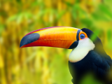 Tucan (Kolumbie, Dreamstime)