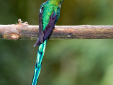 kolibřík, Salento (Kolumbie, Dreamstime)