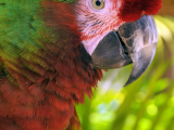 papoušek (Kolumbie, Dreamstime)