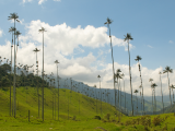 Voskové palmy, Valle de Cocora (Kolumbie, Dreamstime)