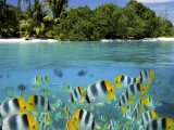 Korálový útes, Tahiti (Francouzská Polynésie, Dreamstime)