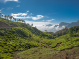 čajová plantáž, Munnar, Kerala(2) (Indie, Dreamstime)