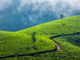 čajová plantáž, Munnar, Kerala (Indie, Dreamstime)