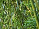 Bambus (Japonsko, Dreamstime)
