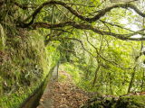 Levada of Caldeirao Verde, Madeira (Portugalsko, Dreamstime)