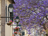 Ulice, Madeira (Portugalsko, Dreamstime)