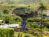 Dračí strom, Icod de los Vinos, Tenerife, Kanárské ostrovy (Španělsko, Dreamstime)