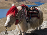 Jak, jezero Yamdrok, Tibet (Čína,  Dreamstime)