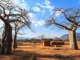 Baobab (Tanzanie,  Dreamstime)