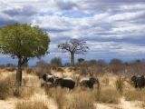 Sloni, savana (Tanzanie, Dreamstime)