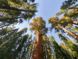 Největší strom na světě, NP Sequoia, Sierra Nevada (USA, Dreamstime)