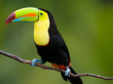 Tukan (Honduras, Shutterstock)