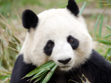 panda, Chengdu (Čína, Dreamstime)