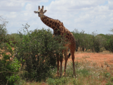zvědavá žirafa (Keňa, )