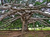 Peradeniya (Srí Lanka, Shutterstock)