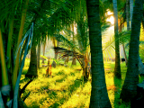 Srílanská džungle (Srí Lanka, Shutterstock)