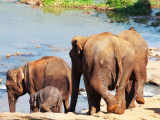 Srílanští sloni (Srí Lanka, Shutterstock)