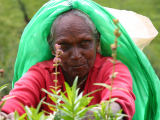 Tamilská česačka čajovníků (Srí Lanka, Shutterstock)