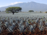 Agave (Mexiko, Dreamstime)