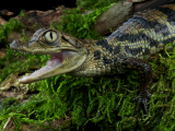 Kajmanský krokodýl (Guyana, Dreamstime)
