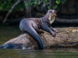 Velká vydra, Amazonie (Peru, Dreamstime)