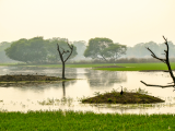 NP Keoladeo, Bharatpur (Indie, Dreamstime)