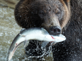 Medvěd hnědý lovící lososa (Rusko, Dreamstime)