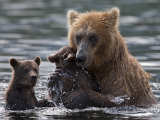 Medvědice hnědá s mláďaty (Rusko, Dreamstime)