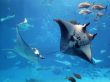 Manta (Indonésie, Dreamstime)