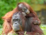 Orangutani (Indonésie, Dreamstime)