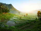 Rýžové terasy, Bali (Indonésie, Dreamstime)